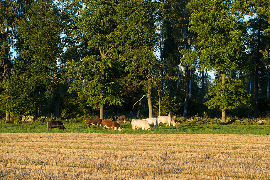 Korna i hagarna kring Eriksbo Park